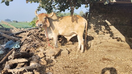 વેચવાનો છે