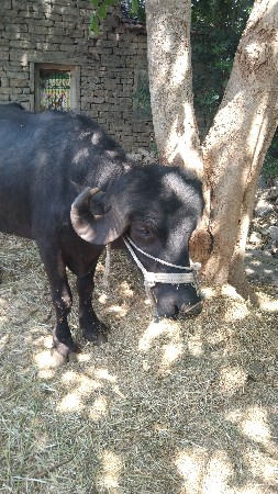 પાડો દેવાનો છે