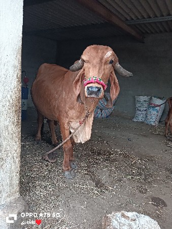 थंबनेल 2