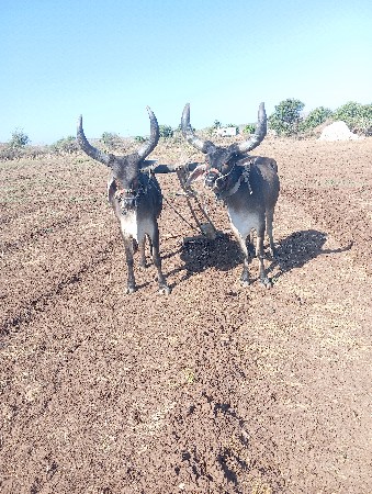 પેહલીધર