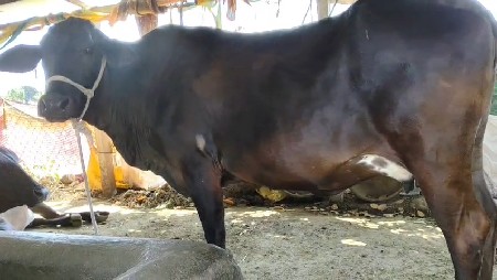 थंबनेल 3