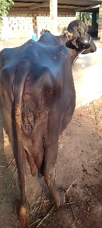 ભેંસ વેચવાની છે 4થુ વેતર છે