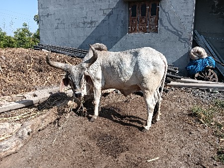 ગોધલા વેચવાના છે