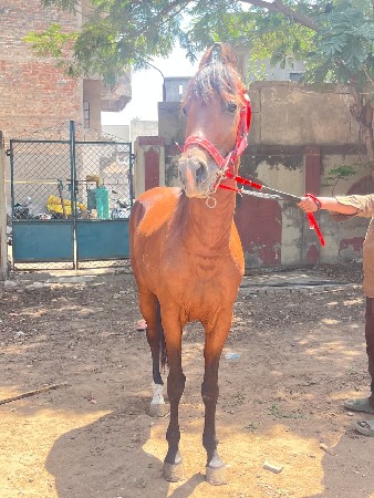 थंबनेल 3