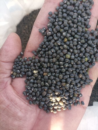 કાળા મગ વેચવા ના છે