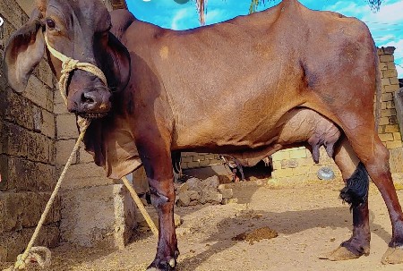 थंबनेल 3