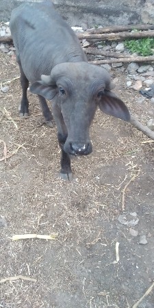 થંબનેલ 1