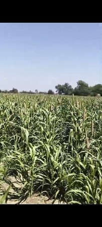 રાણા ભાઈ અરજણ ભાઈ ડેર