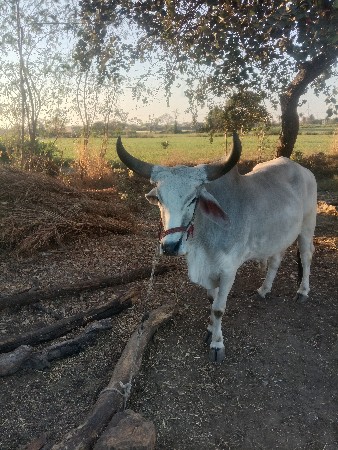 બળદ વેચવાનો છે