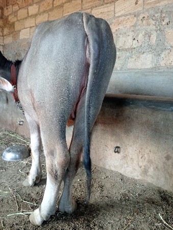 જાફરાબાદી પાડી. વેચવાની છે.