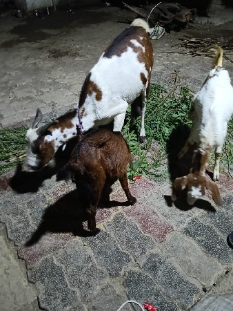 1 બકરી 1 બકરો 1 બચી