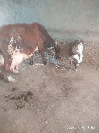 hf  ગાય વેચવાની છે