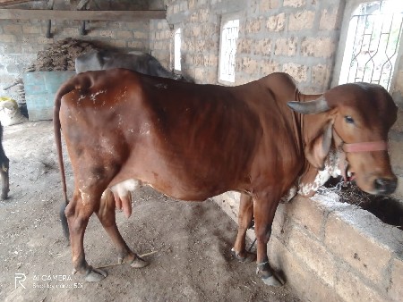 બીજું વેતર છે 6 7 કાચી છે