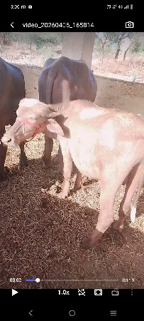 થંબનેલ 2