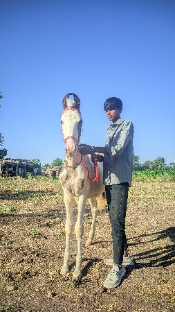 વસેરાના સાટા કરવાના છે