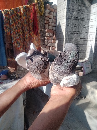 थंबनेल 2