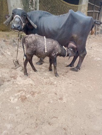 ભેશ વેચવાની છે