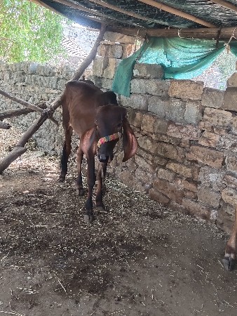 थंबनेल 2