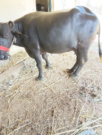 બંન્ની ખડેલી