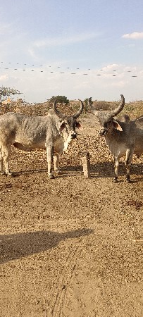 વઢીયારા બળદ