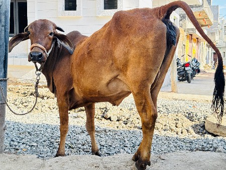 થંબનેલ 4