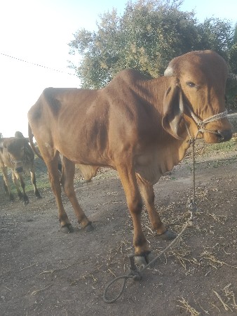 थंबनेल 2