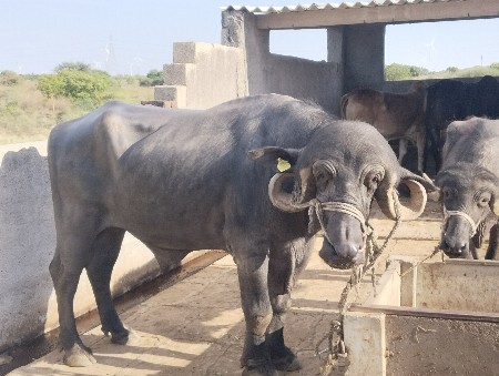 थंबनेल 3