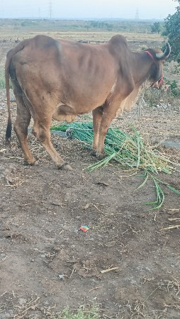 थंबनेल 3