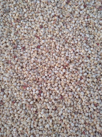 જુવાર બીયારણ