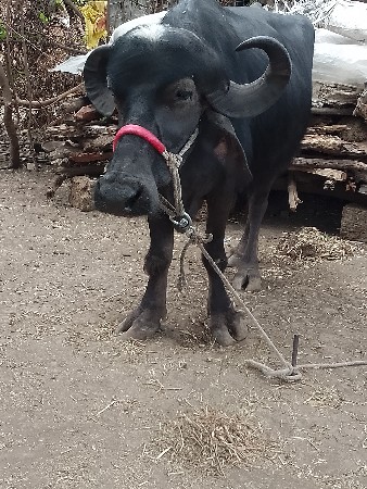 આઠ મહિના કાપણી છે