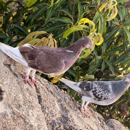 કબુતર વેચવાના છે ફૂલ ઉડાનના છે