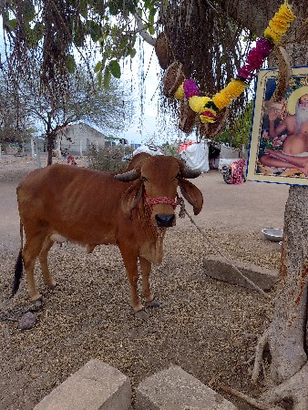 આ ગાય વેચવાની છે