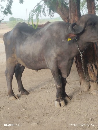 ત્રણ ખડેલી