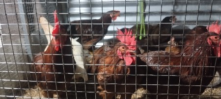 દેશી મરઘા મરઘી વેચવાના