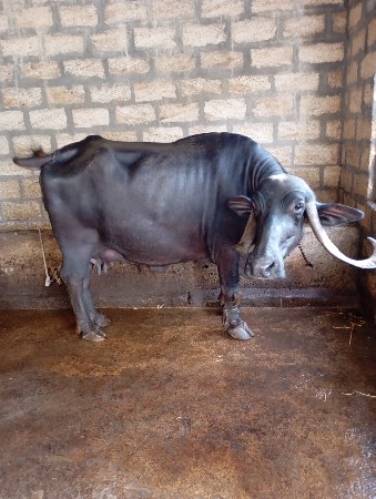 थंबनेल 2