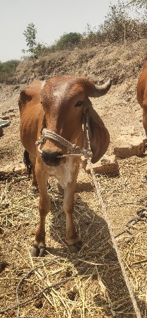 થંબનેલ 3