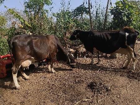 બે ગાયો વેચવાની છે