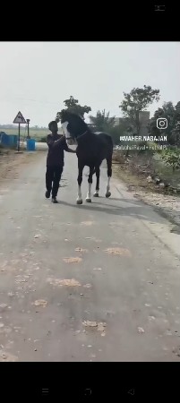 ઘોળો.વેચવાનો.છે