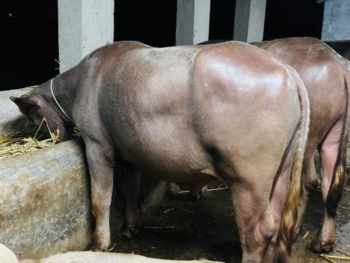 थंबनेल 2