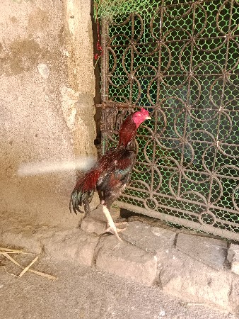 થંબનેલ 2