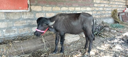 પાડો દેવાનો સે