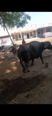 ભેંસ વેચવાની છે