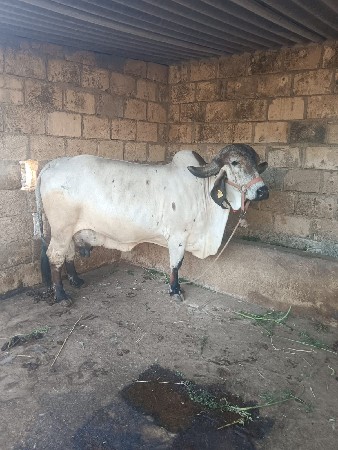 ગાય વેચવાની છે.