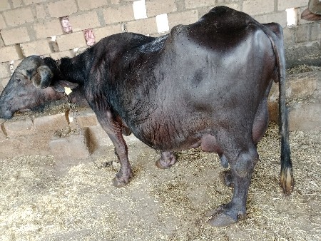 દસ દિવસની કાચી