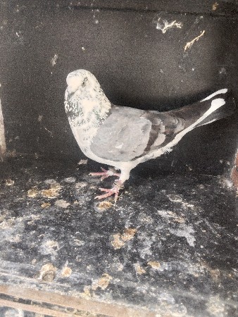 કબુતર વેચવાના છે