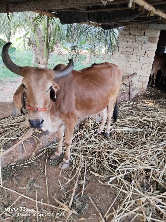 थंबनेल 3