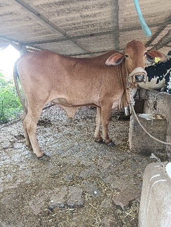 थंबनेल 2