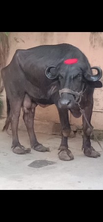 थंबनेल 3