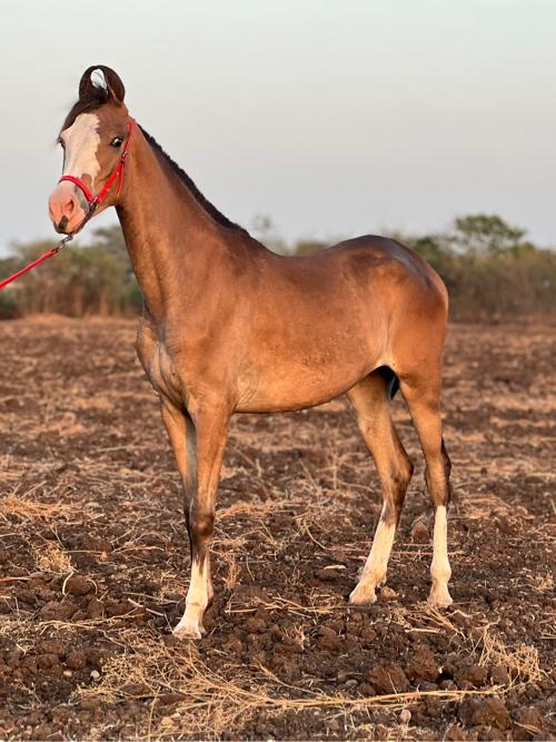 સારી ઘોડી હોય તો સાટા પન કરવા ના છે