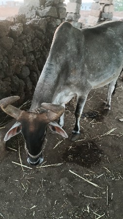 વેચવાનો છે